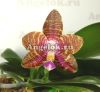 фото Фаленопсис (P.KS Happy Eagle × Zheng Min Tyrannosaurus) Тайвань от магазина магазина орхидей Ангелок