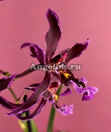 фото Камбрия (Colmanara Dark Princess) от магазина магазина орхидей Ангелок