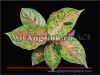 Аглаонема (Aglaonema Luk sub)