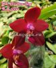 фото Фаленопсис (Phalaenopsis Ld's Bear King) Тайвань от магазина магазина орхидей Ангелок