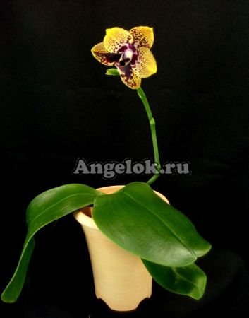 фото Фаленопсис Анаконда (Phalaenopsis Zeng Min Anaconda) от магазина магазина орхидей Ангелок