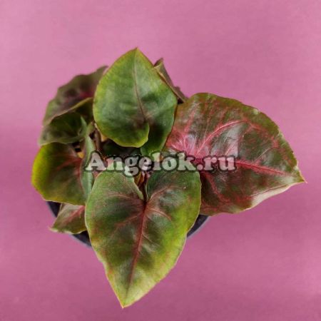 фото Сингониум (Syngonium Dark Maria) от магазина магазина орхидей Ангелок