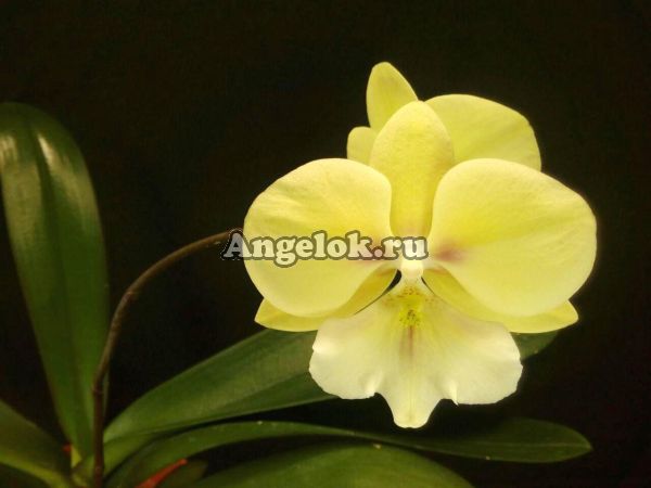 фото Фаленопсис Биг Лип детка (Phalaenopsis KS Big Stone) от магазина магазина орхидей Ангелок