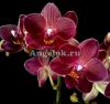 фото Фаленопсис (Phalaenopsis Red Lion) от магазина магазина орхидей Ангелок