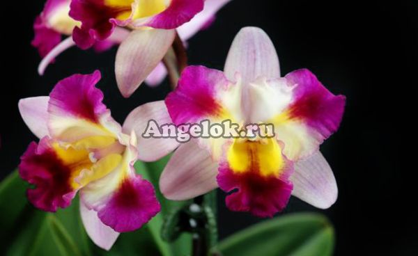 фото Каттлея (Hknsa.Chien Ya Ocean'TM') Тайвань от магазина магазина орхидей Ангелок