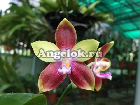 фото Фаленопсис (Phalaenopsis Tying Shin Fly Eagle’Yaphon’) Тайвань от магазина магазина орхидей Ангелок