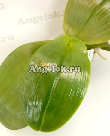 фото Фаленопсис (Phalaenopsis Mok Choui Yew x sib) Тайвань от магазина магазина орхидей Ангелок