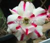 фото Адениум (Adenium obesum Day light) от магазина магазина орхидей Ангелок