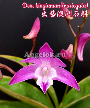фото Дендробиум Кинга пестролистный (Den. kingianum variegata) от магазина магазина орхидей Ангелок