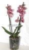 фото Фаленопсис (Phalaenopsis ) ph-85 пелорик от магазина магазина орхидей Ангелок