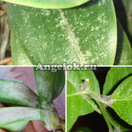 фото Паутинный клещ Набор 2 от магазина магазина орхидей Ангелок