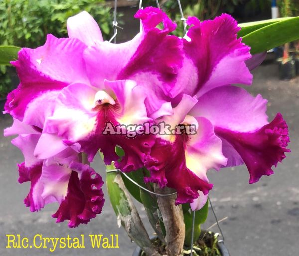 фото Каттлея (Rlc.Crystal Wall) от магазина магазина орхидей Ангелок