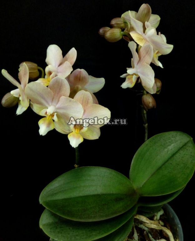 Фаленопсис Парфюмерная фабрика (Phalaenopsis Scention) — купить в  интернет-магазине Ангелок