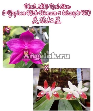 фото Фаленопсис (Phalaenopsis Miki Red Star) Тайвань от магазина магазина орхидей Ангелок