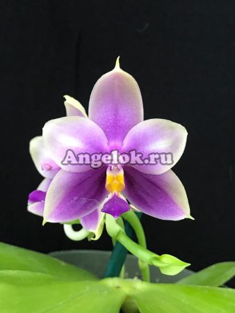 фото Фаленопсис (Phalaenopsis Samera) Тайвань от магазина магазина орхидей Ангелок