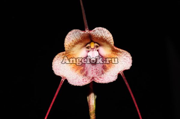 фото Дракула (Dracula kareniae) от магазина магазина орхидей Ангелок