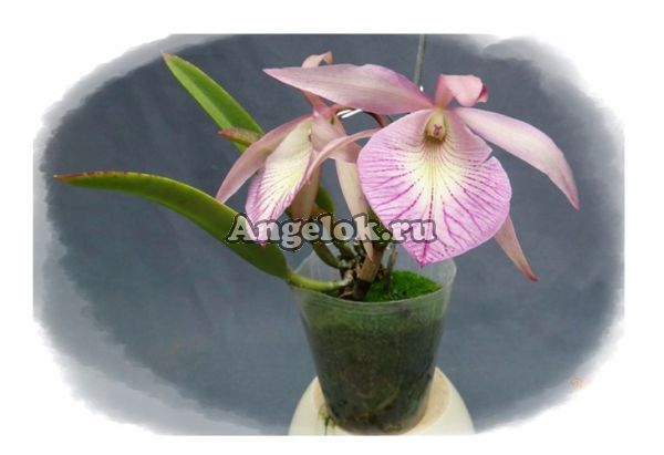 фото Каттлея (Bl .Morning Glory × B. nodosa) Тайвань от магазина магазина орхидей Ангелок