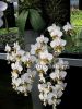 фото Фаленопсис Стюарта детка (Phalaenopsis stuartiana 'Sogo') Тайвань от магазина магазина орхидей Ангелок