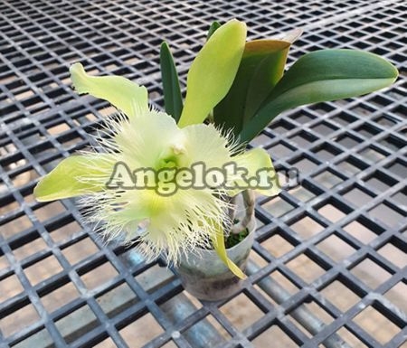 фото Каттлея Дигби (Rl.digbyana FCC/AOS) Тайвань от магазина магазина орхидей Ангелок