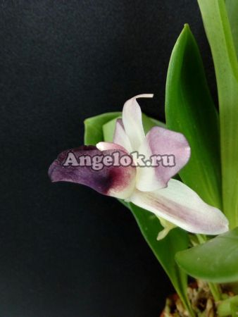 фото Кохлеантес (Cochleanthes discolor) от магазина магазина орхидей Ангелок