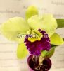 фото Каттлея (Blc.Ahchung Emerald) от магазина магазина орхидей Ангелок