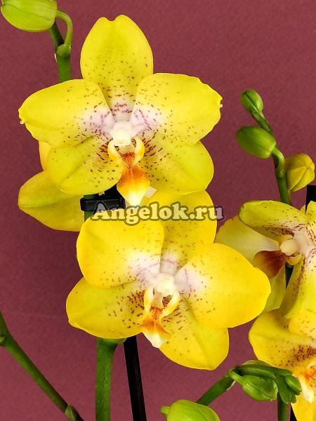 фото Фаленопсис желтый (Phalaenopsis Yellowcup) от магазина магазина орхидей Ангелок