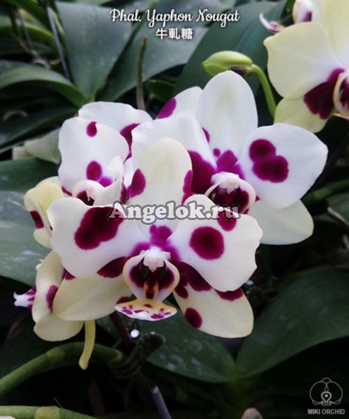 фото Фаленопсис Нуга (Phalaenopsis Yaphon Nougat) от магазина магазина орхидей Ангелок
