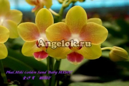 фото Фаленопсис (Phalaenopsis Miki Golden Sand 'Baby MXS02') Тайвань от магазина магазина орхидей Ангелок