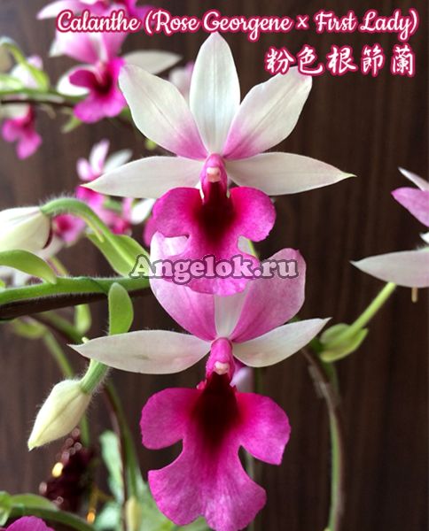 фото Каланта розовая детка (Calanthe Pink) Тайвань от магазина магазина орхидей Ангелок