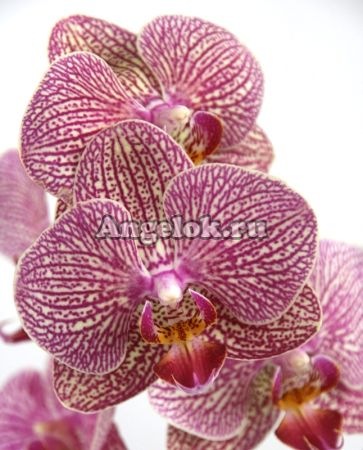 фото Фаленопсис (Phalaenopsis ) ph-12_1 от магазина магазина орхидей Ангелок