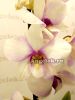 Дендробиум фаленопсис (Dendrobium) d-28