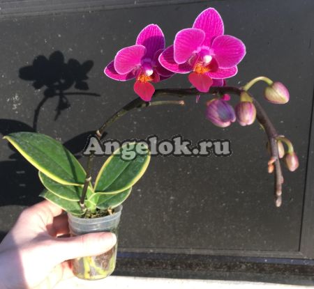 фото Фаленопсис (Dtps. Coffee) Тайвань от магазина магазина орхидей Ангелок