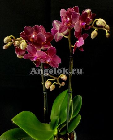 фото Фаленопсис (Phalaenopsis Red Lion) от магазина магазина орхидей Ангелок