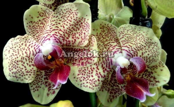 фото Фаленопсис Майя (Phalaenopsis Maya) от магазина магазина орхидей Ангелок