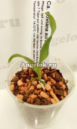 фото Каттлея Довиана Аурея (Cattleya dowiana aurea) детка от магазина магазина орхидей Ангелок
