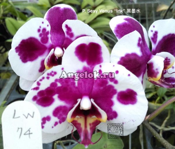 фото Фаленопсис Биг Лип (P. Sexy Venus “Ink”) Тайвань от магазина магазина орхидей Ангелок