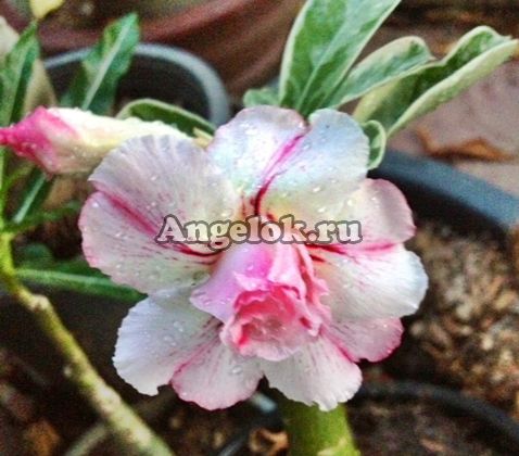 фото Адениум пестролистный (Adenium obesum Best of Siam) от магазина магазина орхидей Ангелок