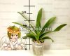 Фаленопсис (Phalaenopsis Miki Smile '1332') Тайвань