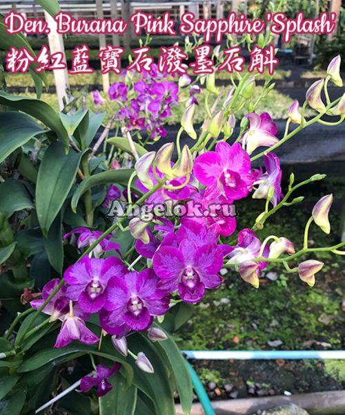 фото Дендробиум (Den. Burana Pink Sapphire 'Splash') Тайвань от магазина магазина орхидей Ангелок