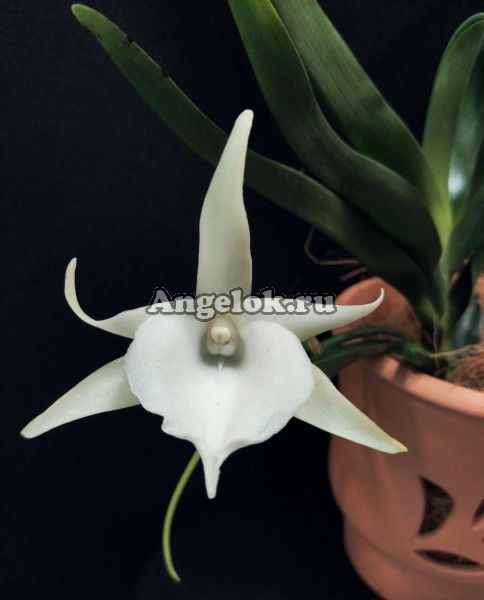 фото Ангрекум Вейтчи (Angraecum Veitchii) от магазина магазина орхидей Ангелок
