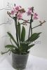 Фаленопсис (Phalaenopsis multiflora) ph-52_1