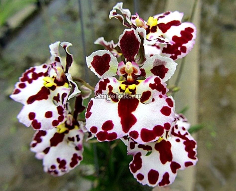 Толумния (Tolumnia Jairak Firm Dalmatian) Каталог орхидей - фаленопсисов, каттлей, ванд, дендробиумов со всего мира от интернет магазина Ангелок