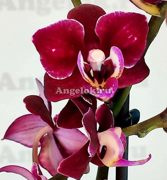 фото Фаленопсис (Phalaenopsis Cranberry Cha Cha) от магазина магазина орхидей Ангелок