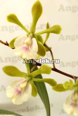 фото Эпидендрум (Epidendrum floribundum) от магазина магазина орхидей Ангелок