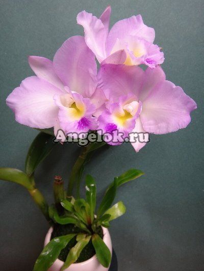 фото Каттлея (Blc. 'Chian-Tzy Year's Fantasy') Тайвань от магазина магазина орхидей Ангелок