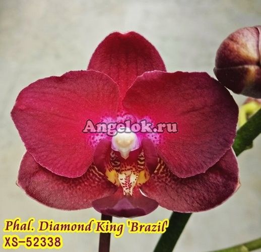 фото Фаленопсис (Phalaenopsis Diamond King 'Brazil') Тайвань от магазина магазина орхидей Ангелок