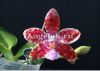 Фаленопсис (P. tetraspis x P. lueddemanniana) Тайвань