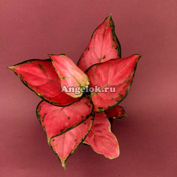 фото Аглаонема (Aglaonema Sooksom Jaipong) от магазина магазина орхидей Ангелок