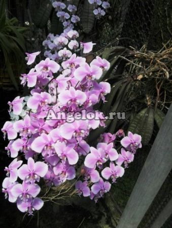 фото Фаленопсис Шиллера (Phalaenopsis schilleriana) от магазина магазина орхидей Ангелок