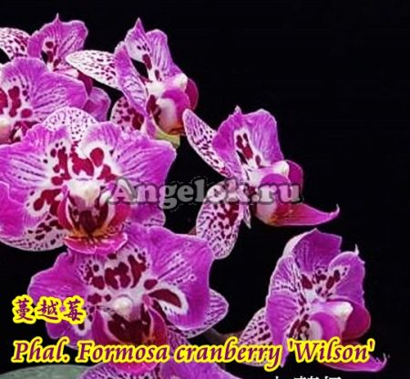 фото Фаленопсис (Phalaenopsis Formosa Cranberry 'Wilson') Тайвань от магазина магазина орхидей Ангелок